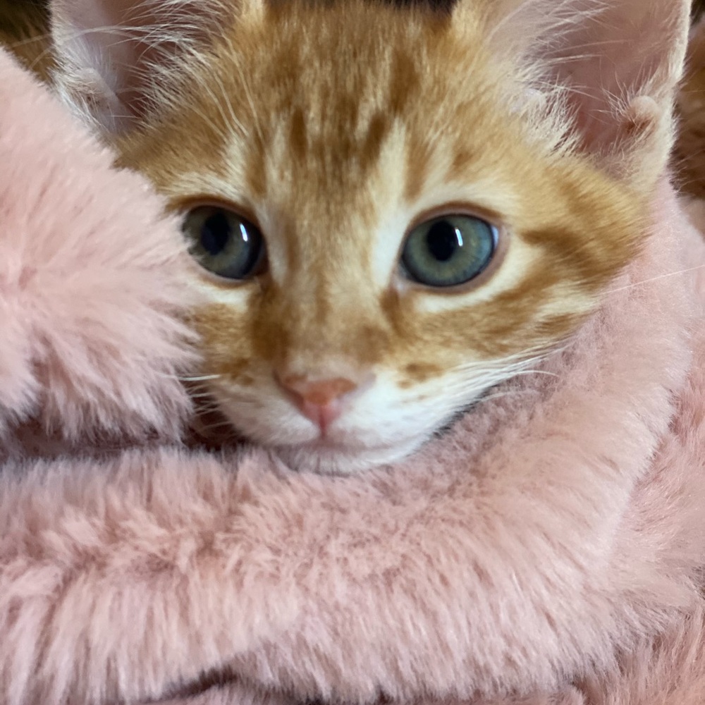 Meet your Posher, Irina